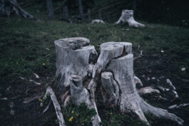 Phil Pham Portfolio 2022