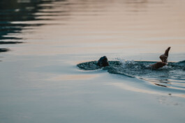 Phil Pham Portfolio 2022